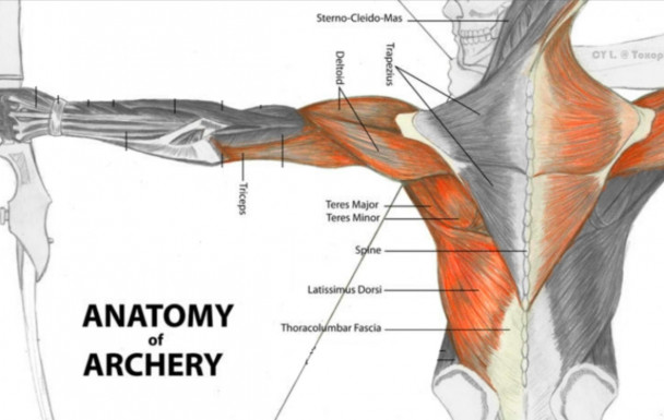Anatomie de l'archer